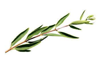 A twig of the Cilician privet or Syrian privet (Fontanesia phillyreoides)