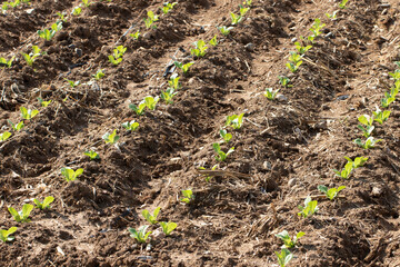 Rows of newly planted lettuce seedling in a crop field in autumn
