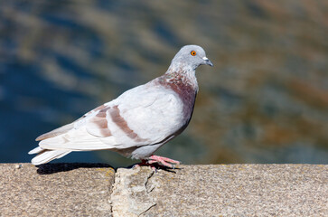 A pigeon is standing on a ledge near a body of water