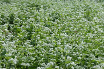 花盛りのソバ畑　横