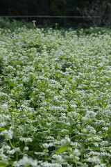 花盛りのソバ畑　縦