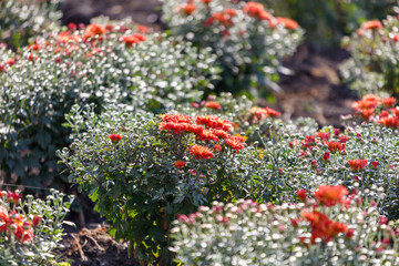 A field of orange flowers with a few brown flowers in the background