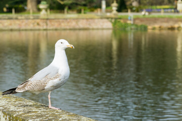 Wild birds in the countryside 