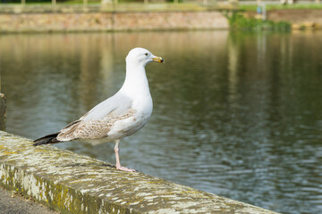 Wild birds in the countryside 