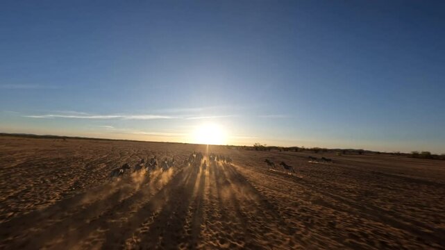 Cinematic aerial view with FPV drone of a herd of zebras running in slow motion in a beautiful sunset of Etosha National Park, Namibia, Africa