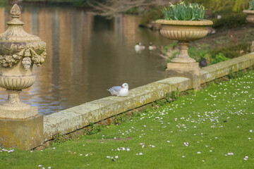 Wild birds in the countryside 