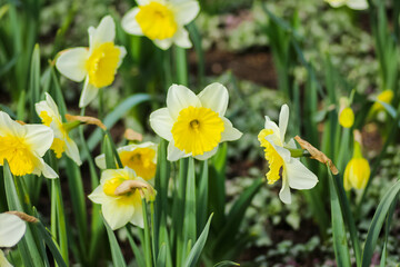 Close ups of flowers