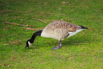 Close up of Ducks