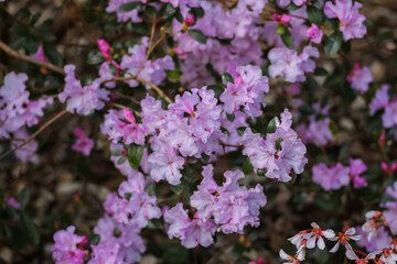 Obraz premium A close up of flowers in the great outside in the UK.