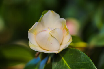 A close up of flowers in the great outside in the UK.
