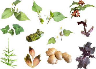 切り抜き透過素材セットー和ハーブ2