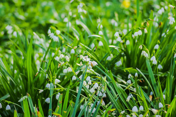 Close up of flowers in the great outdoors
