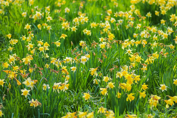 Close up of flowers in the great outdoors