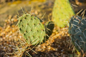 Cactus close up 