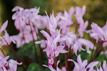 Close up of flowers in the great outdoors