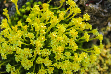 Close up of flowers in the great outdoors