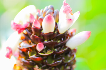 Fototapeta premium Close up of flowers in the great outdoors