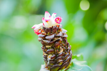 Close up of flowers in the great outdoors
