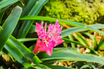 Close up of flowers in the great outdoors