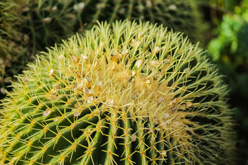 Cactus close up 