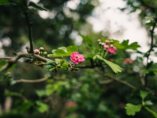 Spring flowers