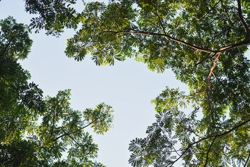 Branches and leaves of the rain tree