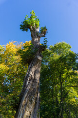 Area around Coomb Abbey in Warwickshire UK images taken during the daytime of the landscape trees plants leaf's