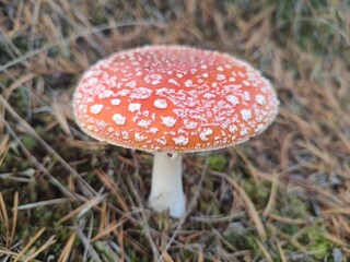 Fly agaric mushroom in forest