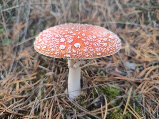 Fly agaric mushroom in forest