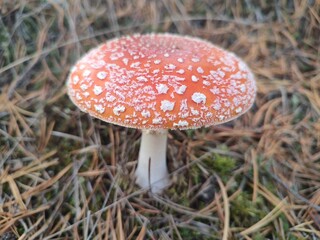 Fly agaric mushroom in forest