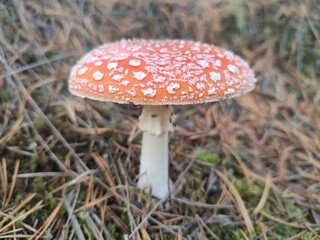 Fly agaric mushroom in forest