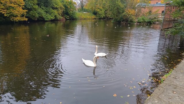 swan on the lake