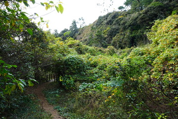 small wooden bridge in autumn forest