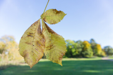 Area around Coomb Abbey in Warwickshire UK images taken during the daytime of the landscape trees plants leaf's