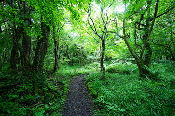 Obraz premium mossy old trees and path in spring forest