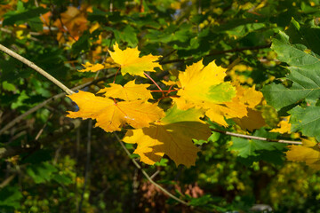 Area around Coomb Abbey in Warwickshire UK images taken during the daytime of the landscape trees plants leaf's