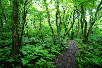 mossy old trees and path in spring forest