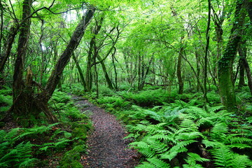 Obraz premium fine spring path through thick ferns