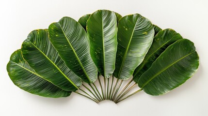 A minimalist display of a few spotted banana leaves arranged in a fan shape on a white background, focusing on their vibrant greens and unique markings for a clean aesthetic.