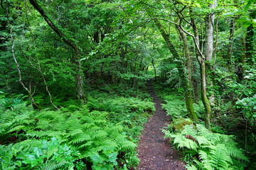 fine spring path through thick ferns