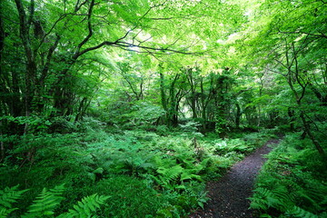 Obraz premium refreshing spring forest and path in the gleaming sunlight