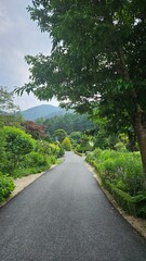 A path into the deep forest