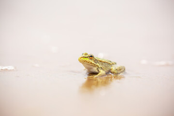 The frog sits on the sand on the shore of the lake. Beautiful wildlife landscape with place for text. The concept of protecting wildlife and ecology.