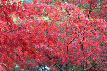 Acer palmatum. Yellow and red leaves Laceleaf Japanese Maple tree.