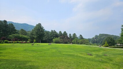 In a beautiful forest full of green