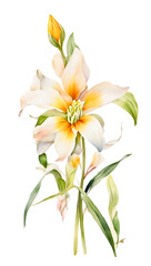 Simple and beautiful watercolor Uvularia flower on a transparent background