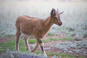 sheep and goats on pasture