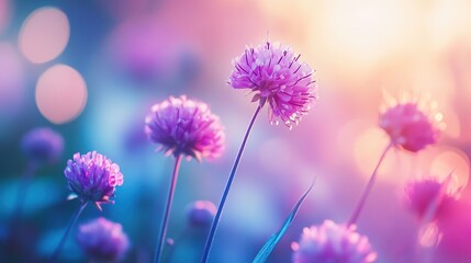 Obraz premium Selective focus of flowers with summer bokeh background. Close up shot of beautiful purple pincushion flower in vintage color style field 