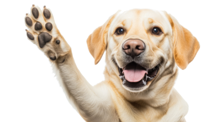 Labrador Dog Happily Giving a High Five on a Transparent Background Generative AI