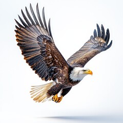 Obraz premium Majestic Bald Eagle Soaring with Wings Spread Against White Background
